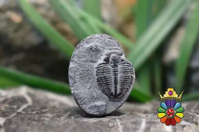 فسیل تریلوبیت