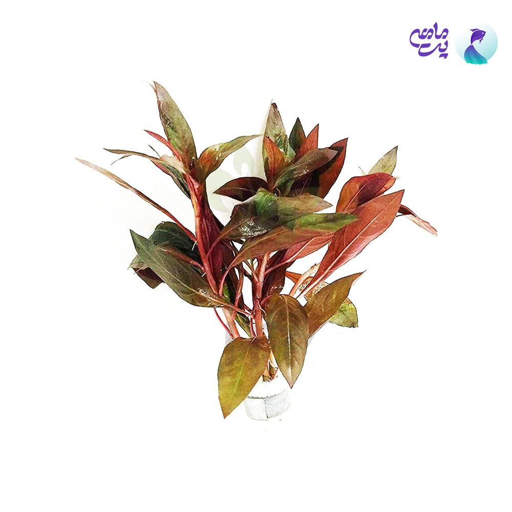 گیاه آکواریوم لودویجیا پرونسیس گلدان 5 شاخه 6 سانتی متری