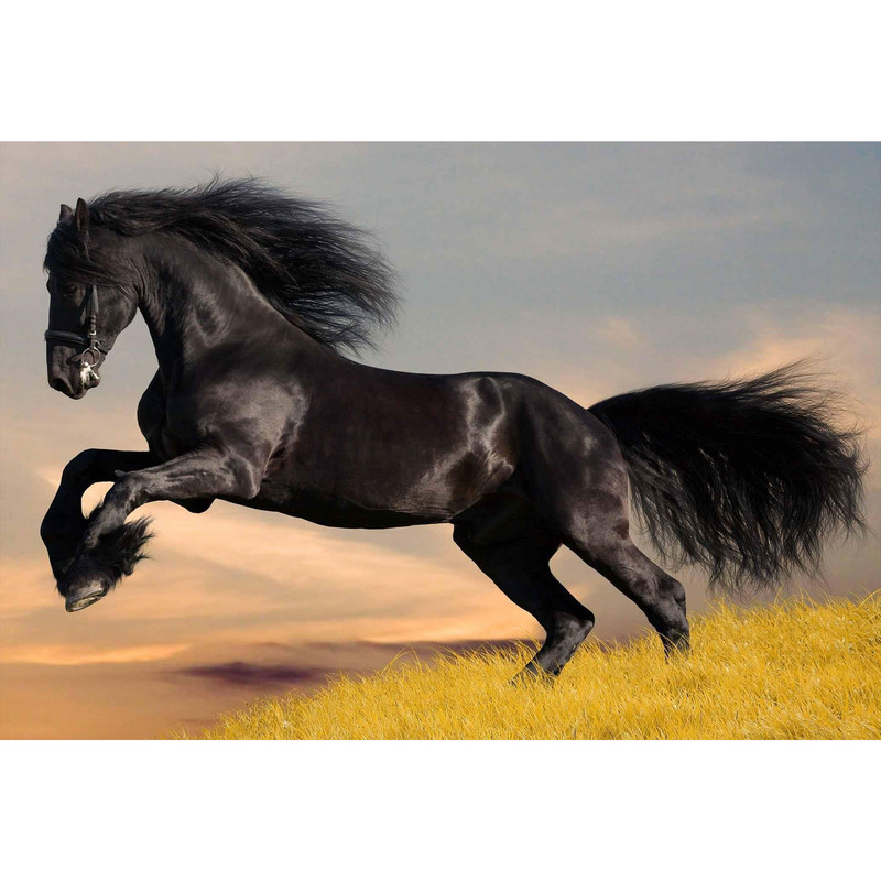 تابلو شاسی طرح حیوان اسب مدل T1322 | دنیای قاب