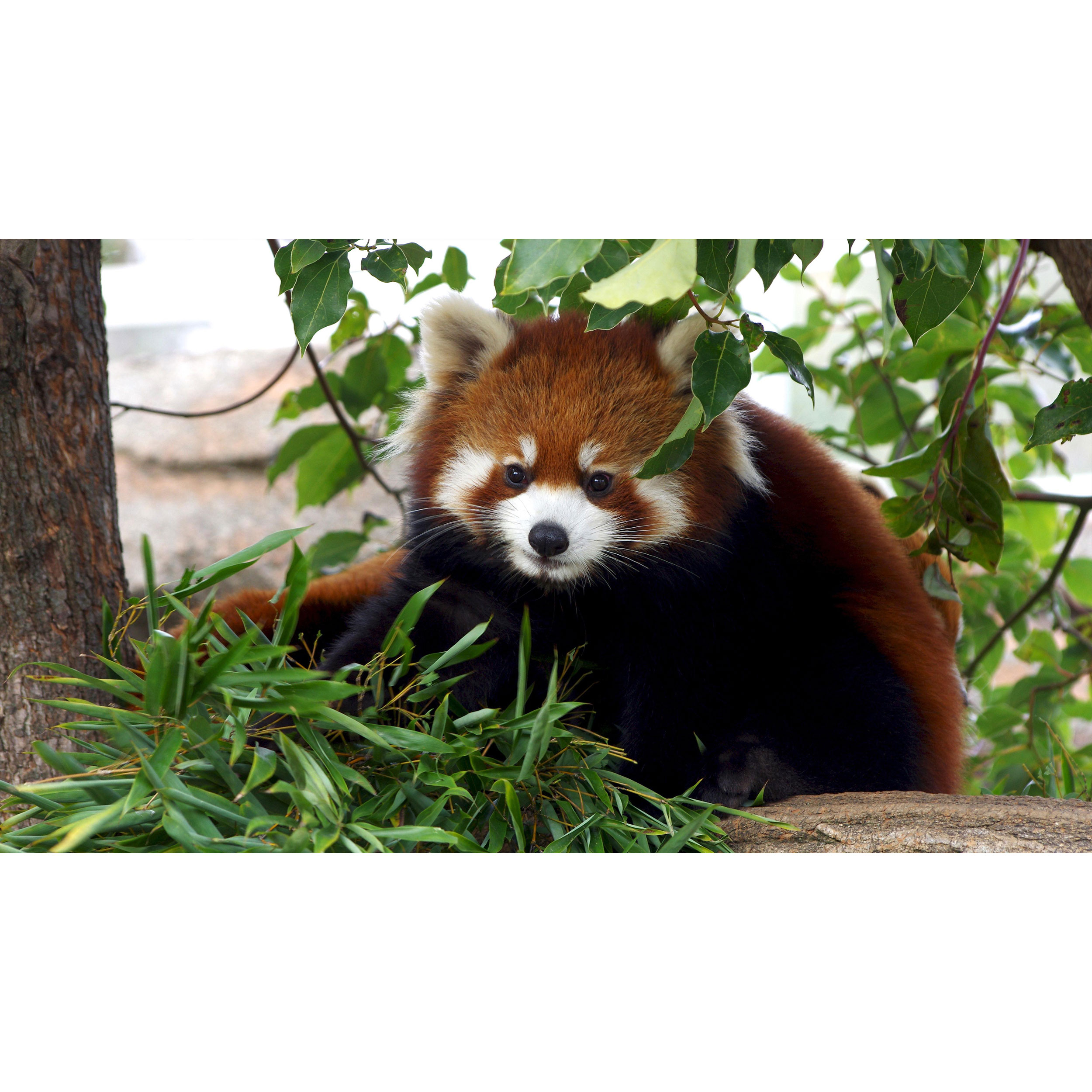 تابلو شاسی طرح موش سرخ مدل T7835