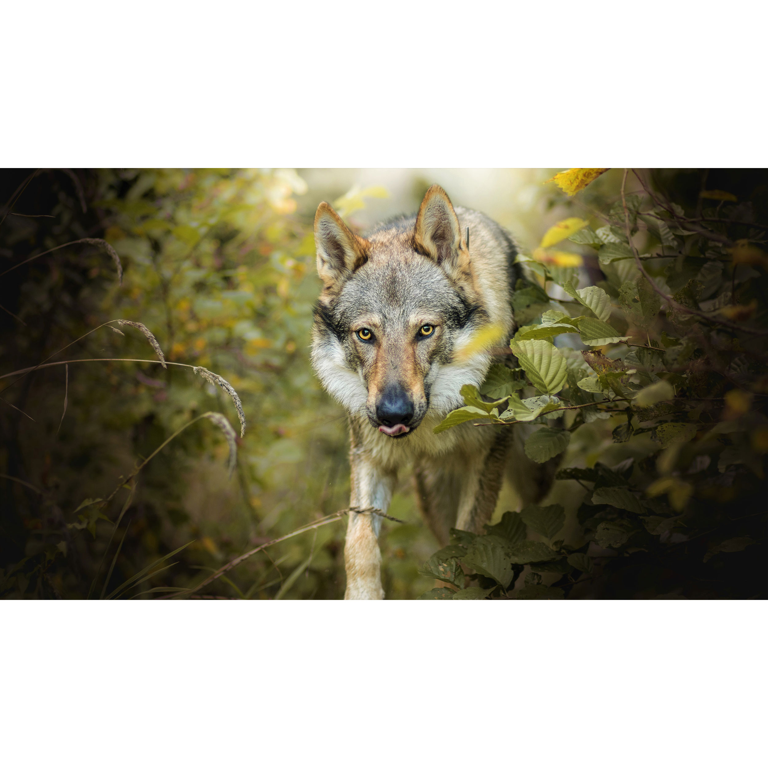 تابلو شاسی طرح گرگ مدل T7892