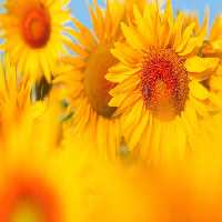 خرید و دانلود عکس Flower-Part-2 کد 17737 | پیک فاکس | Pic Fox