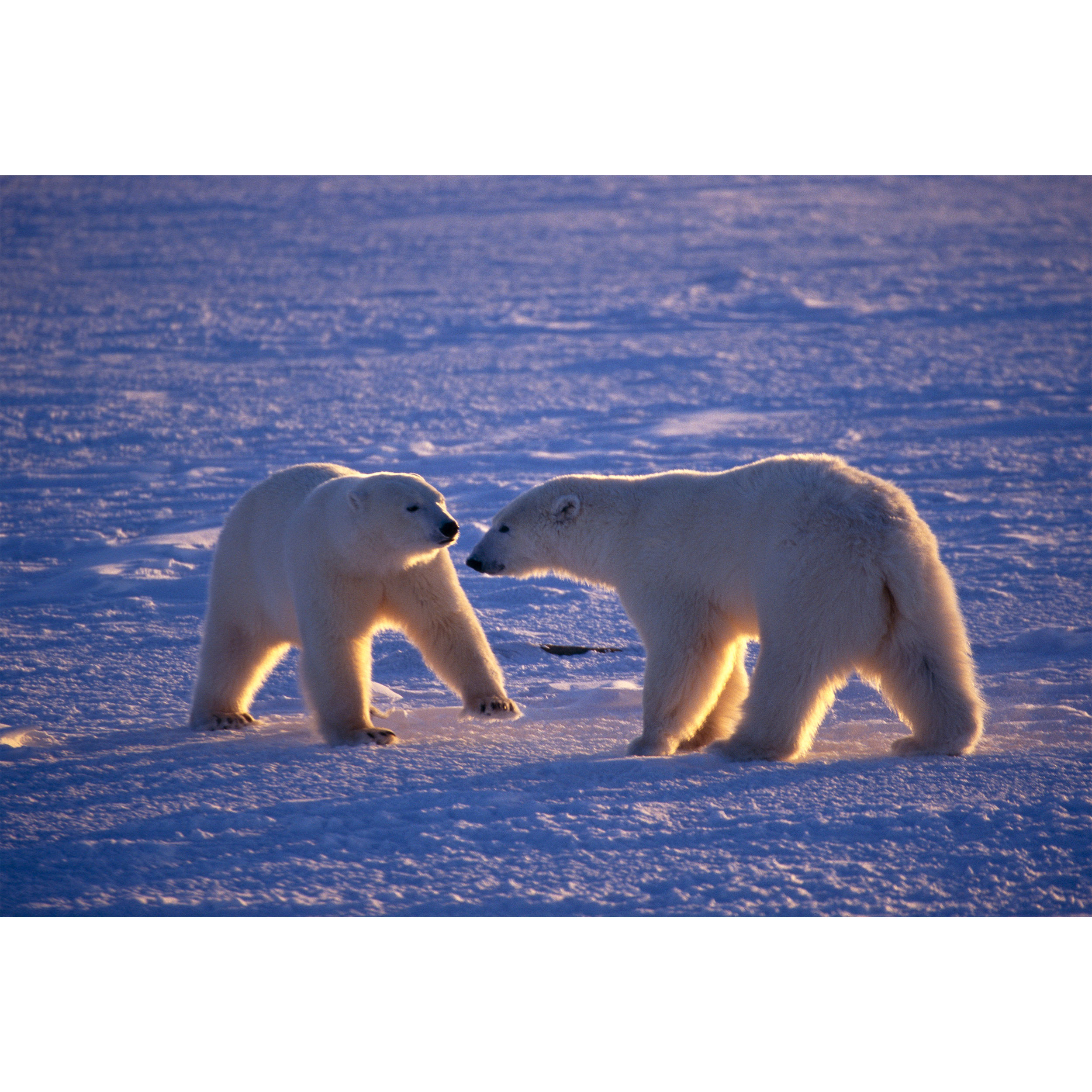 تابلو شاسی طرح خرس های قطبی مدل T2042