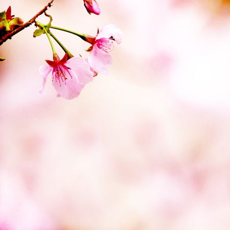 خرید و دانلود عکس Flower-Part-9 کد 18422 | پیک فاکس | Pic Fox