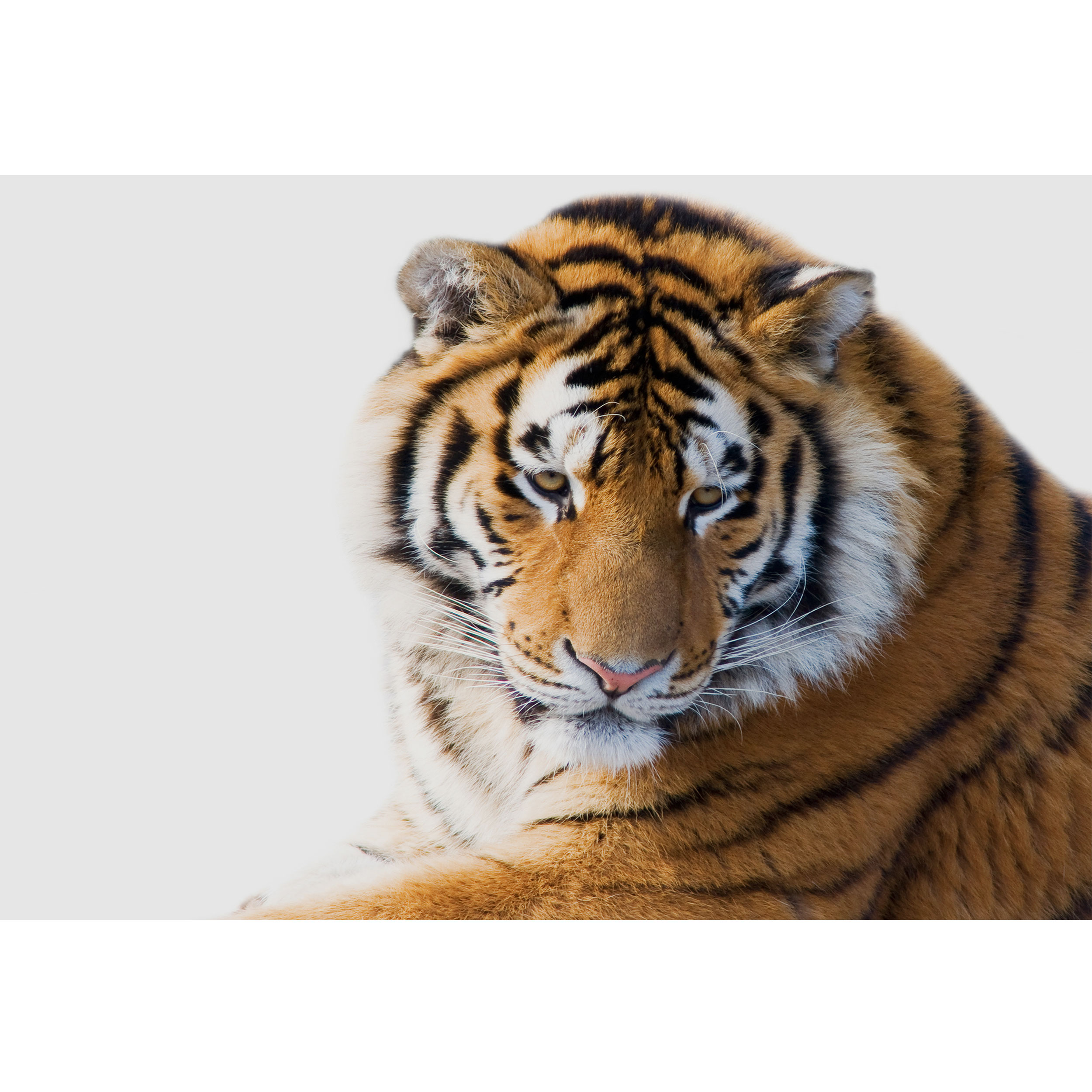 تابلو شاسی طرح ببر مدل T2159