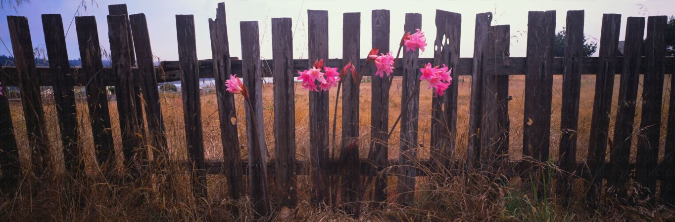 خرید و دانلود عکس IranBCS کد 28339 | پیک فاکس | Pic Fox