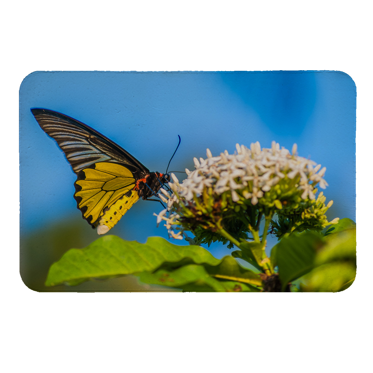 رطوبت گیر کنار سینک کد 5505