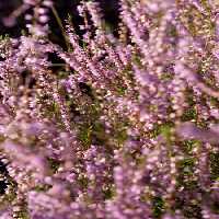 خرید و دانلود عکس Flower-Part-9 کد 18391 | پیک فاکس | Pic Fox