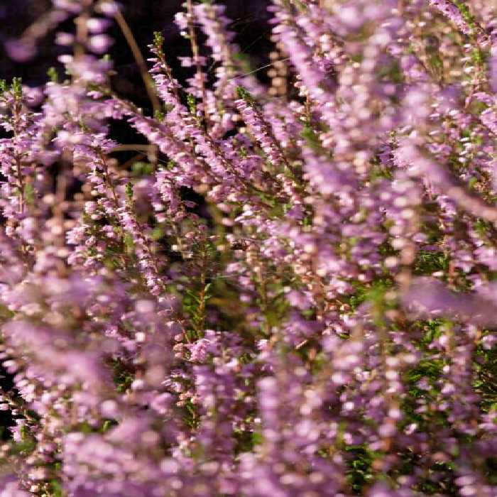 خرید و دانلود عکس Flower-Part-9 کد 18391 | پیک فاکس | Pic Fox