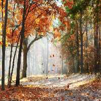 خرید و دانلود عکس Nature-Part-23 کد 36167 | پیک فاکس | Pic Fox