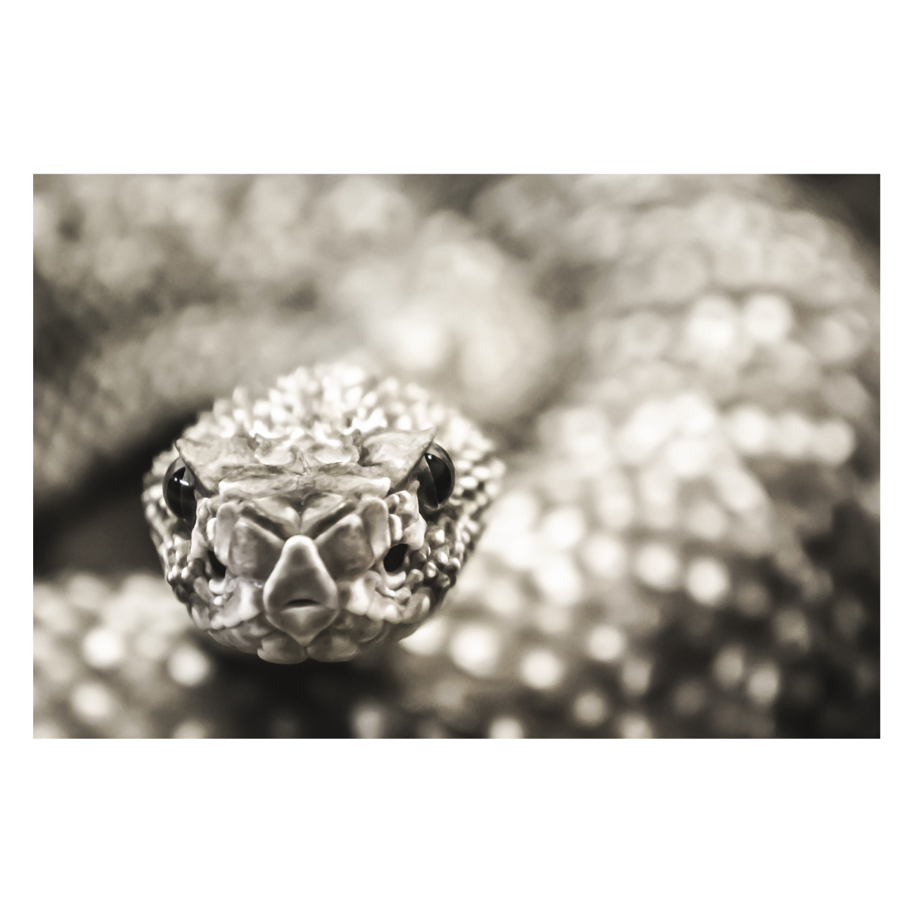 تابلو شاسی طرح مار کد 0360