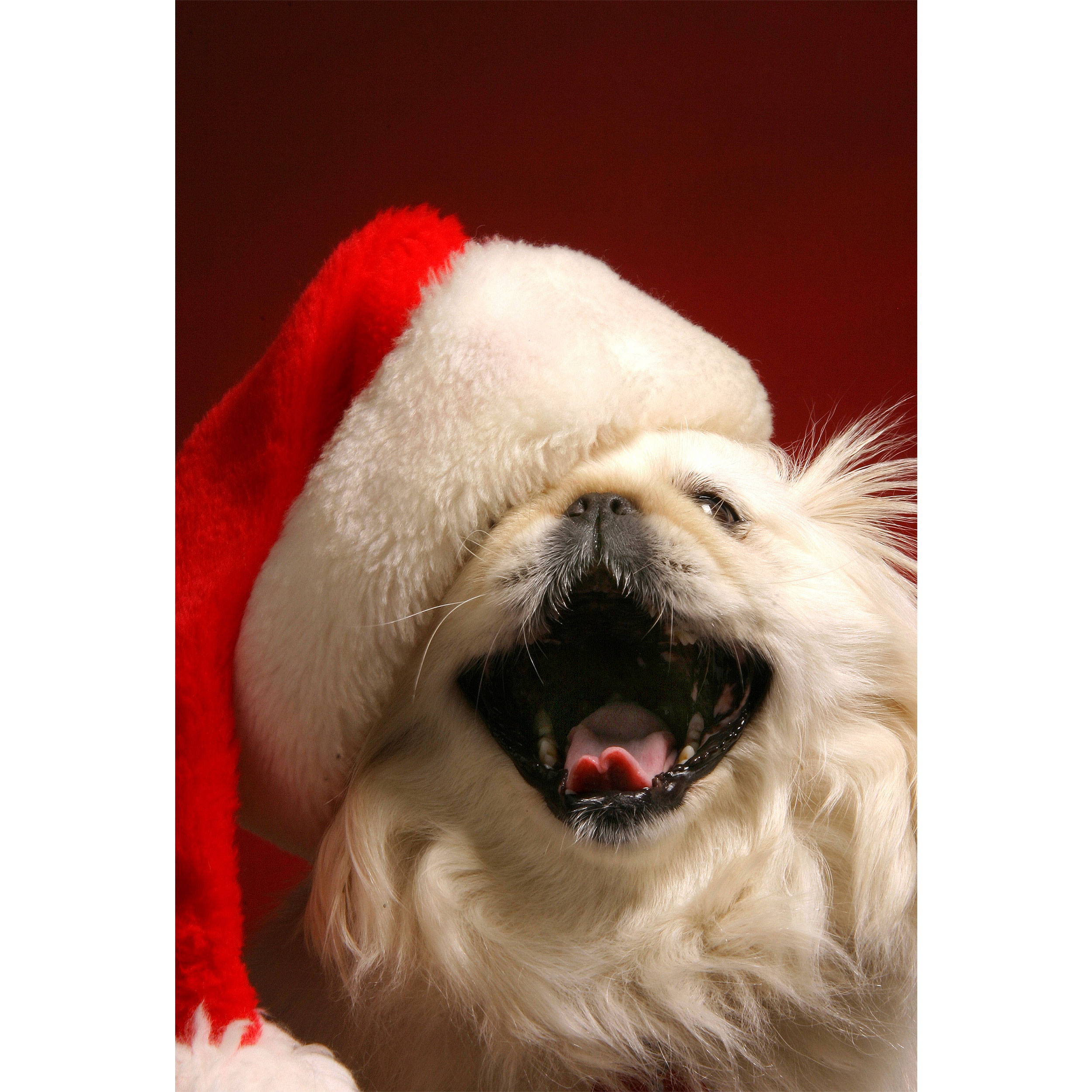 تابلو شاسی مدل سگ و کلاه قرمز T5879