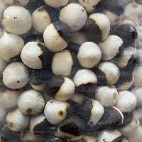 کشک دو رنگ فله ملوند