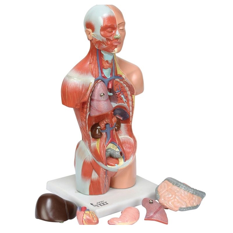 بازی آموزشی مدل نیم تنه بدن انسان