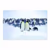 برچسب پوششی ماهوت مدل Penguin مناسب برای تبلت مایکروسافت Surface Pro 4 2015