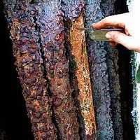 گزارش کار آزمایشگاه خوردگی فلزات