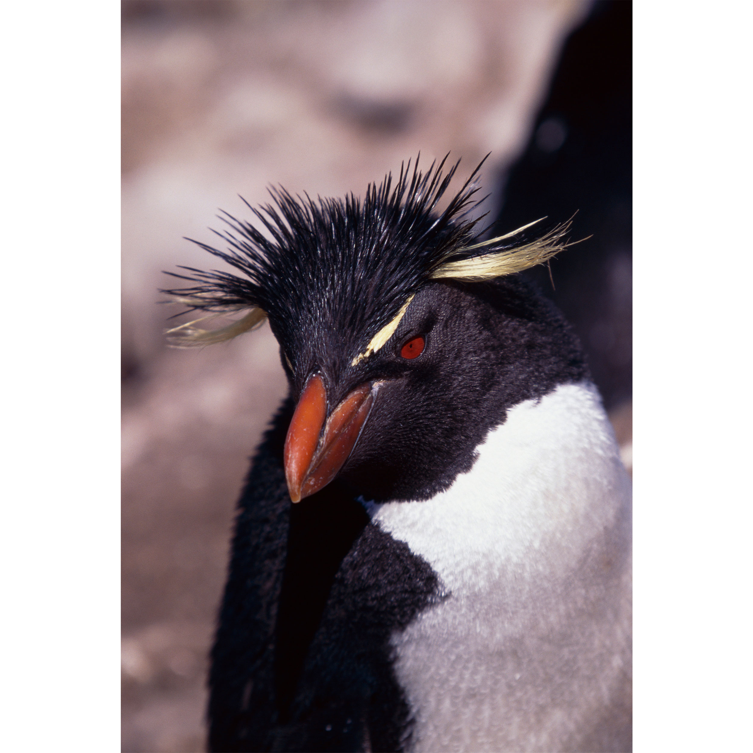 تابلو شاسی طرح پنگوئن مدل T2104