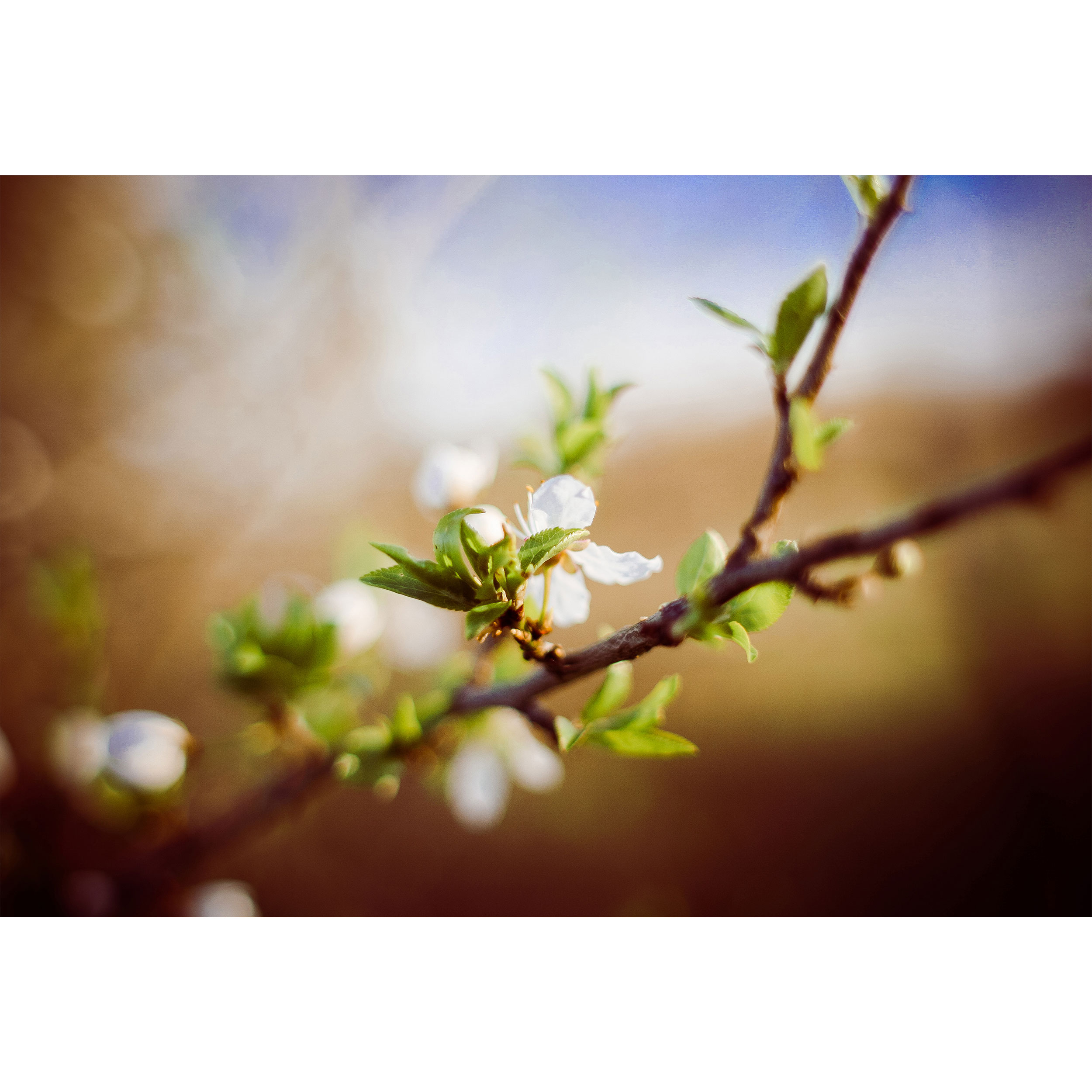 تابلو شاسی طرح منظره شکوفه درخت مدل T1184