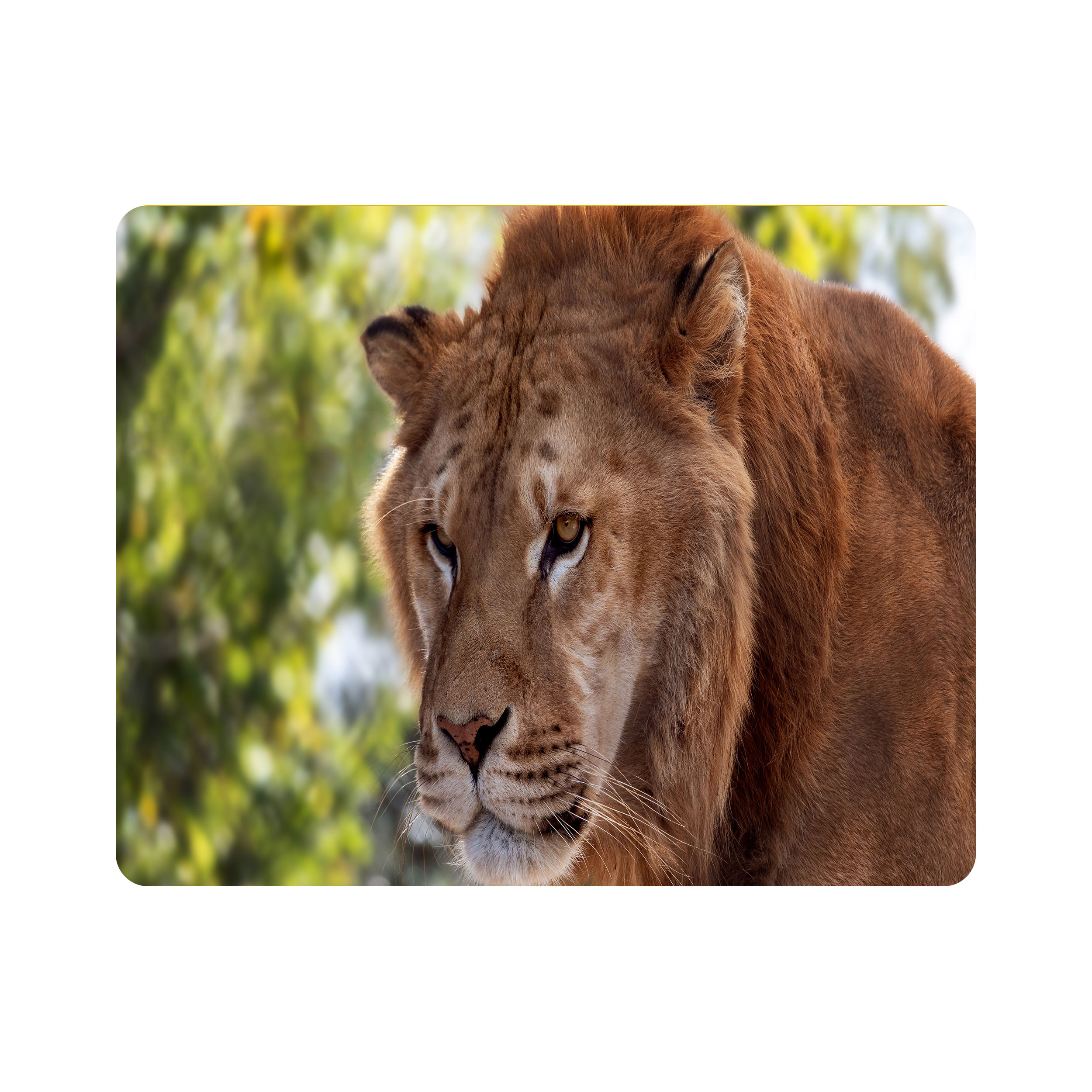 ماوس پد اطلس آبی طرح شیر  مدل T7805