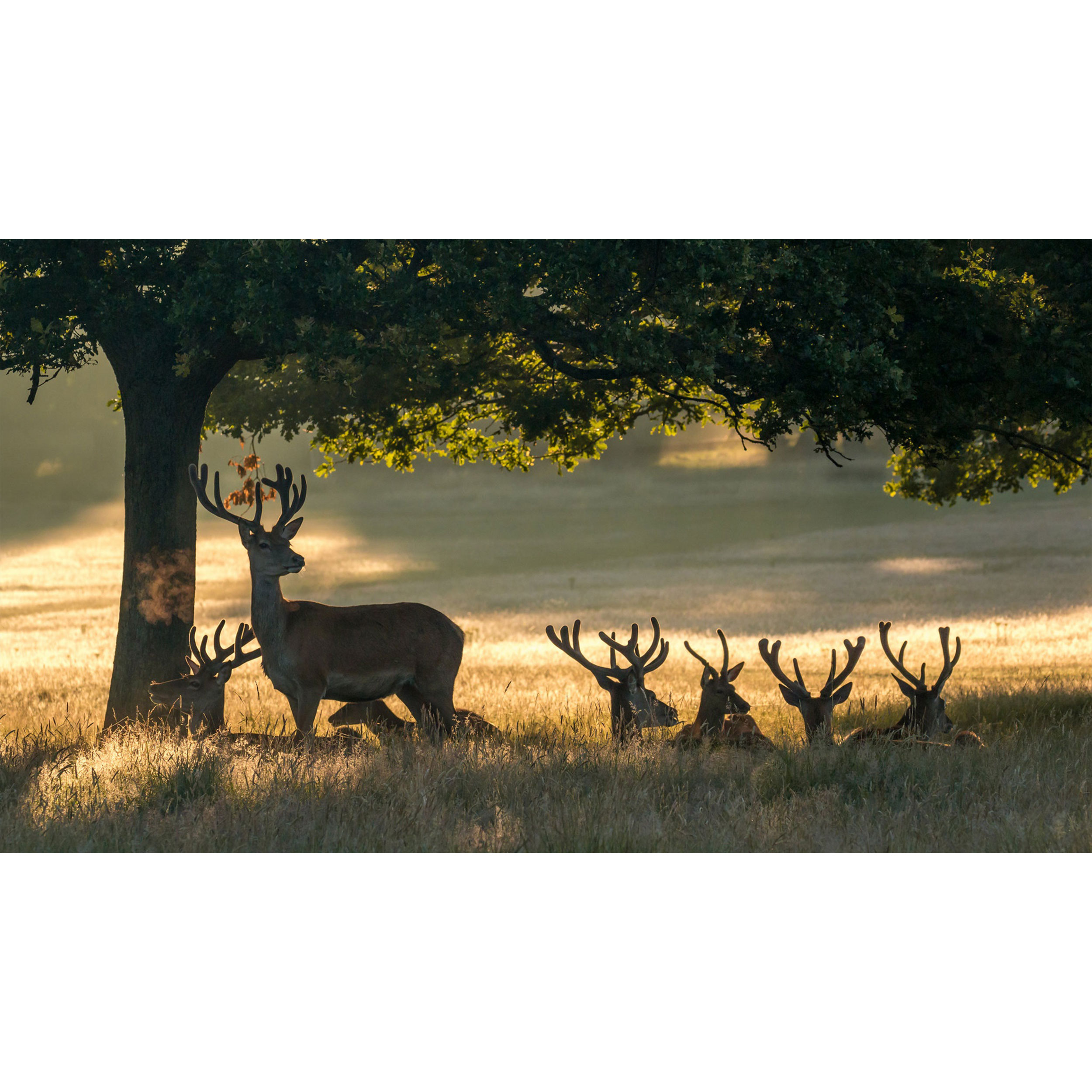 تابلو شاسی طرح گوزن مدل T8084