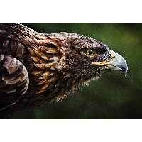 تابلو شاسی طرح پرنده عقاب مدل T1452