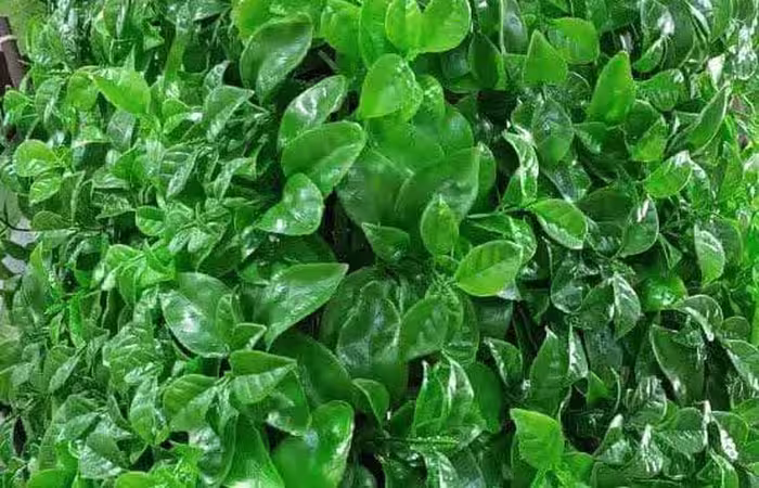 گرین وال دیوار سبز پرتقالی ابلق25*25