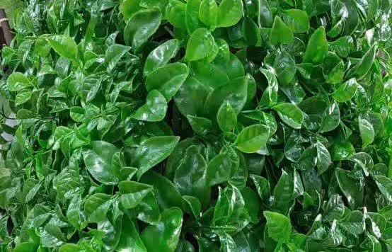 گرین وال دیوار سبز پرتقالی ابلق25*25