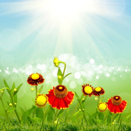 خرید و دانلود عکس Flower-Part-9 کد 18417 | پیک فاکس | Pic Fox