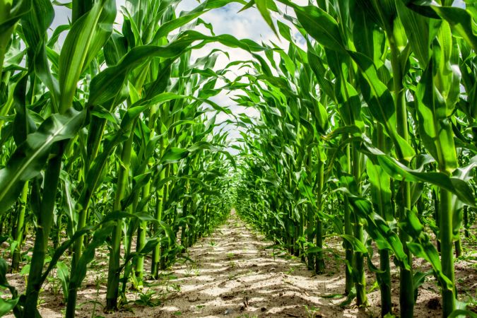 خرید و دانلود عکس Collection farming seeding plants sprout earth bed 2 کد 12860 | پیک فاکس | Pic Fox