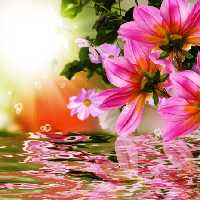 خرید و دانلود عکس Flower-Part-9 کد 18398 | پیک فاکس | Pic Fox