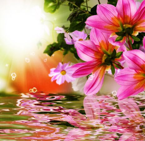 خرید و دانلود عکس Flower-Part-9 کد 18398 | پیک فاکس | Pic Fox