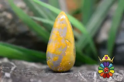 جاسپر زنبوری