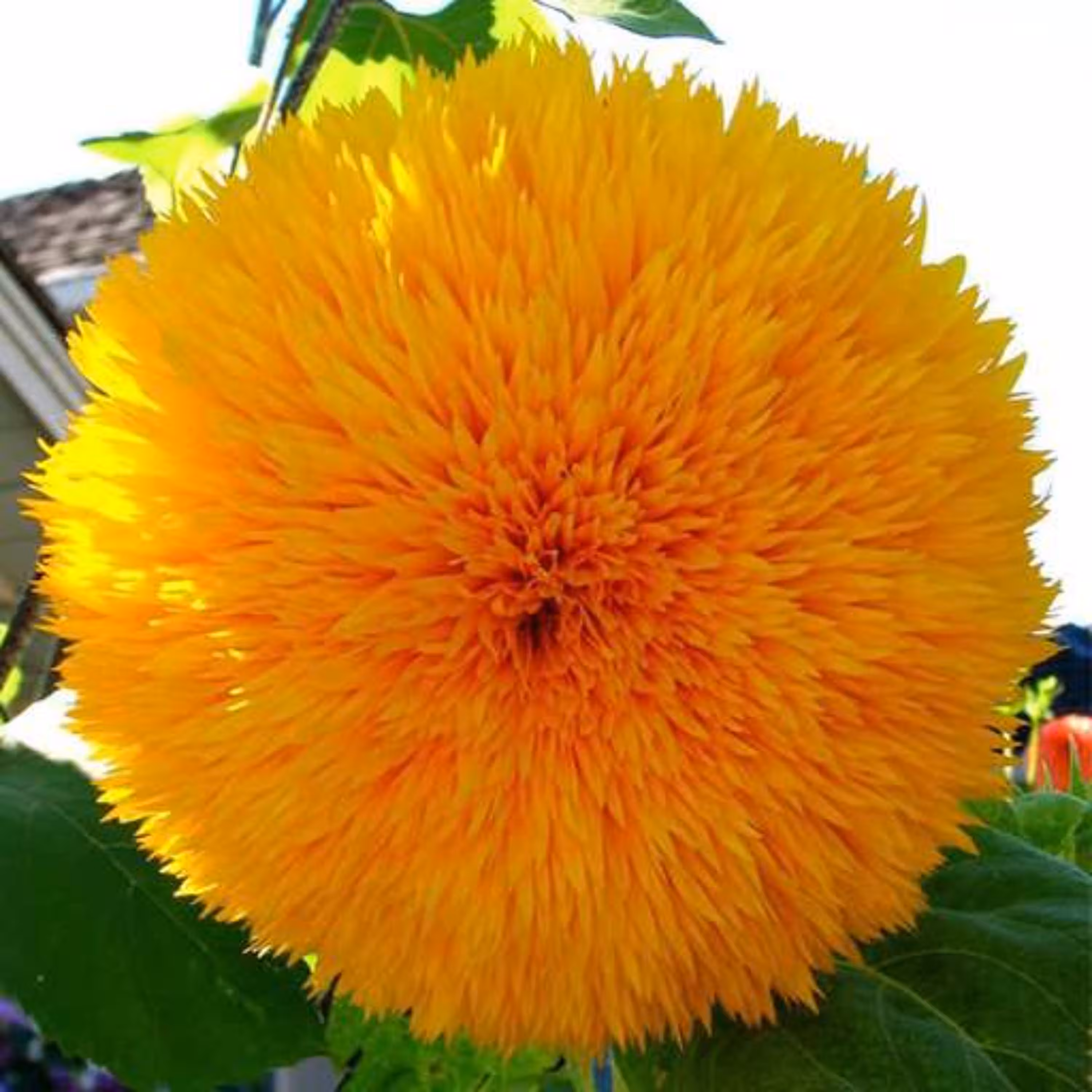 بذر گل آفتابگردان زینتی پرپر پا متوسط 1 گرمی 