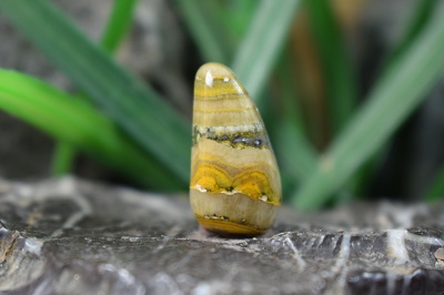 جاسپر زنبوری