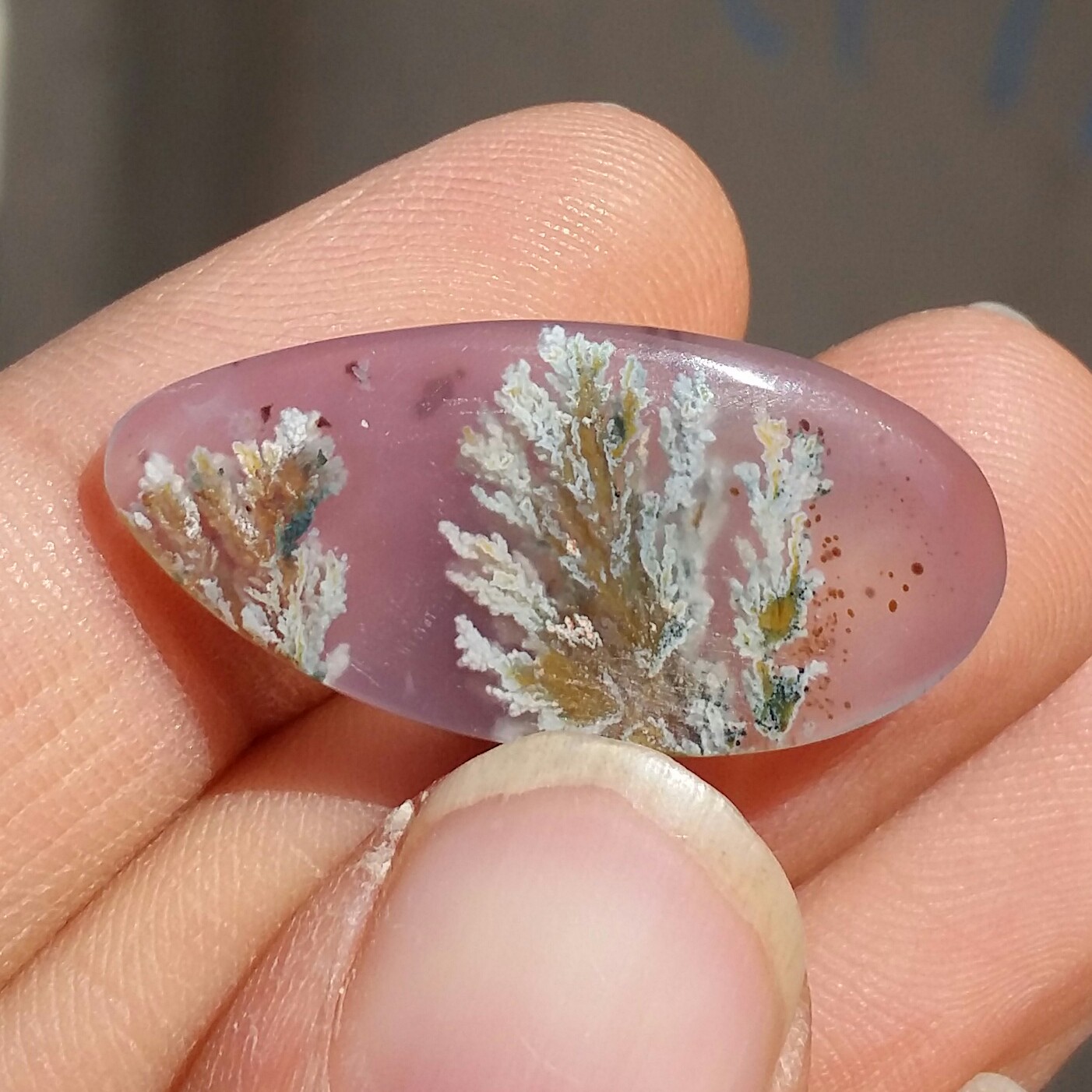 نگین شجر شکوفه با شجر های بسیار واضح و خوش رنگ بسیار خاص و زیبا شاهکار خلقت کد 11093