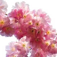 خرید و دانلود عکس Flower-Part-2 کد 17764 | پیک فاکس | Pic Fox