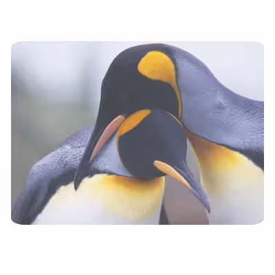 ماوس پد طرح پنگوئن کد B529