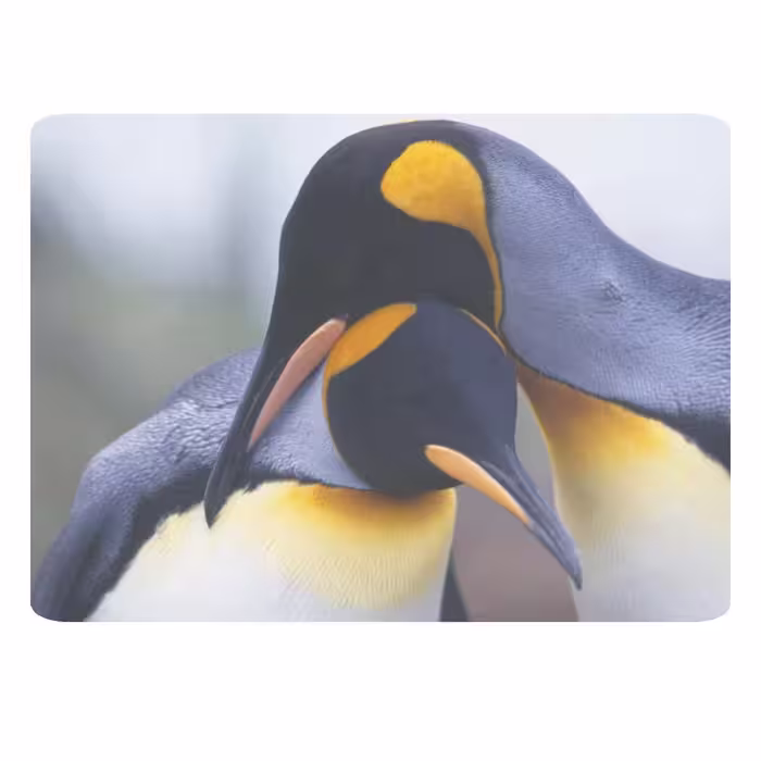ماوس پد طرح پنگوئن کد B529