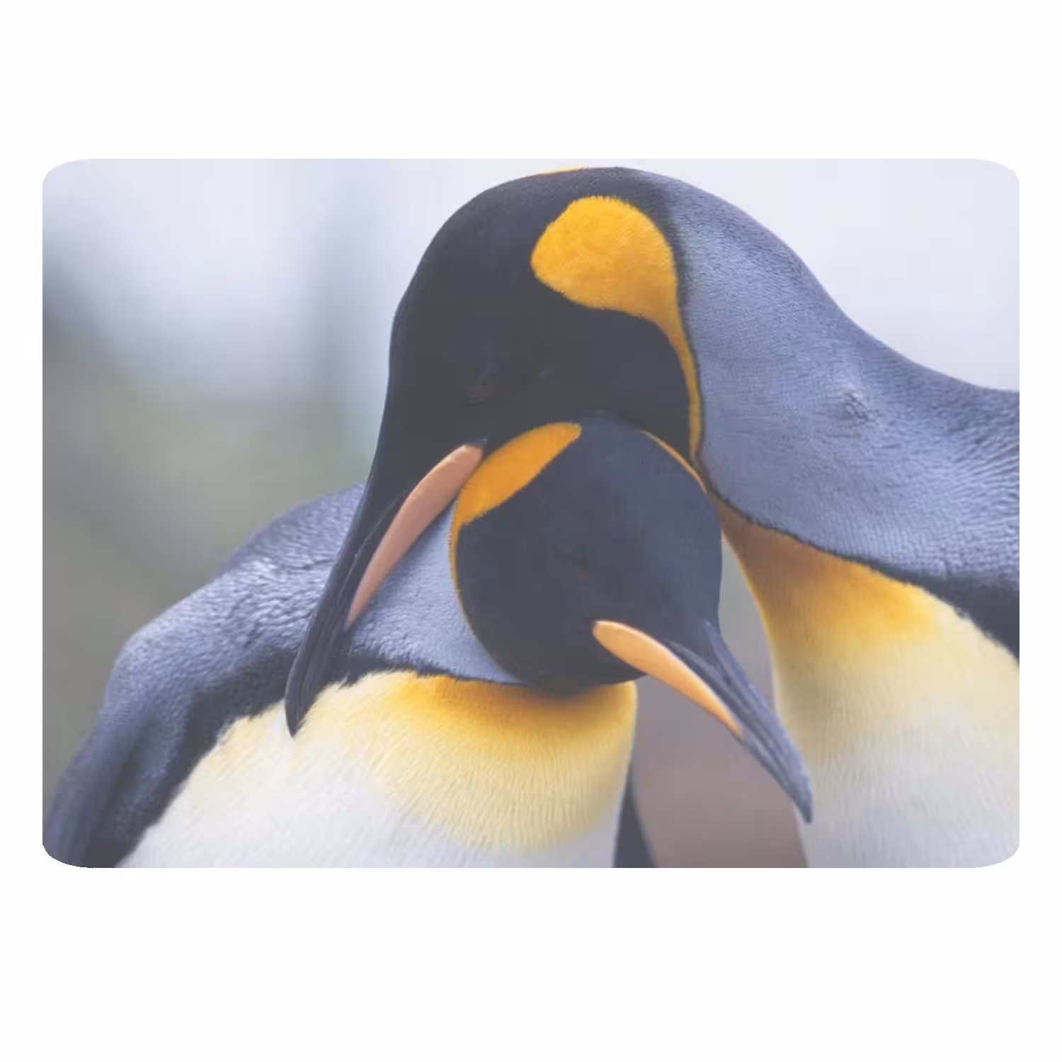 ماوس پد طرح پنگوئن کد B529