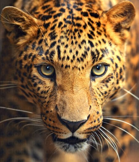 خرید و دانلود عکس IranBCS کد 29262 | پیک فاکس | Pic Fox