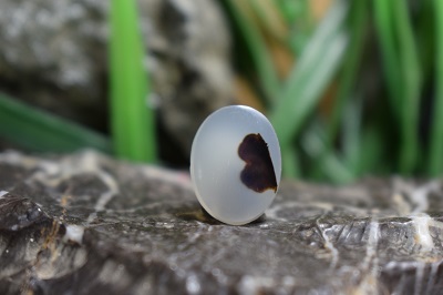 عقیق شجر برزیل