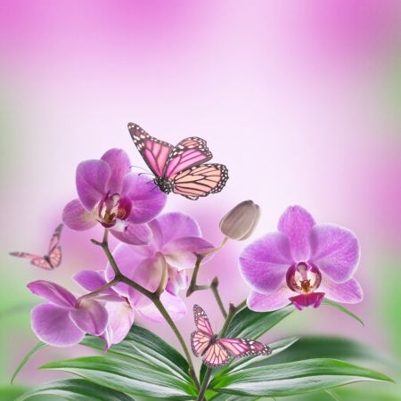 خرید و دانلود عکس Orchid flower کد 38147 | پیک فاکس | Pic Fox