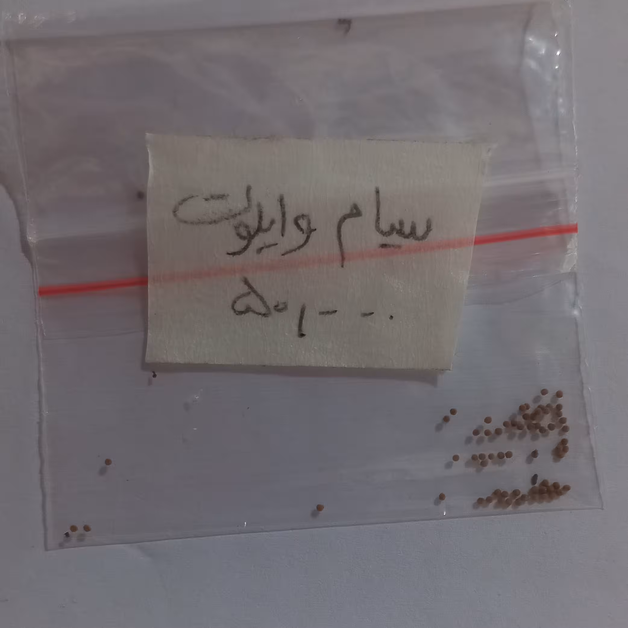 بذر کاکتوس صیام وایلوت 50عددی