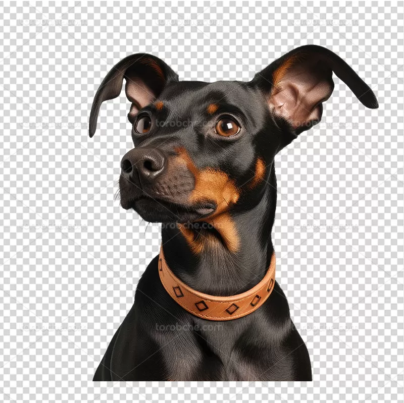 عکس PNG سگ مشکی | گرافیک با طعم تربچه