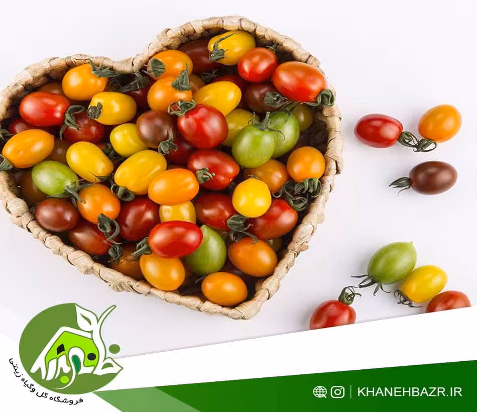 بذر گوجه چری میکس - خانه بذر | فروشگاه بذر وارداتی گل و گیاه زینتی 1404