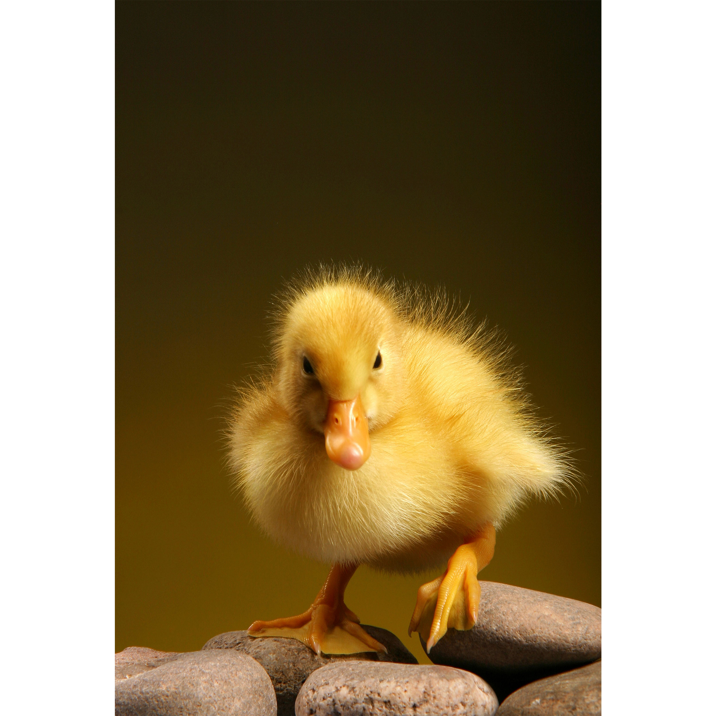 تابلو شاسی مدل جوجه اردک و سنگ T5889