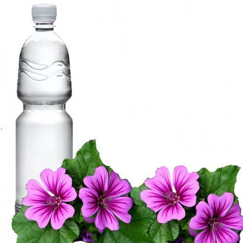 عرق  پنیرک ( کاهش ابریزش بینی )