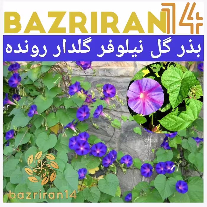 بذر نیلوفر رونده