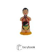 مولاژ نیم تنه بدن انسان 1/4