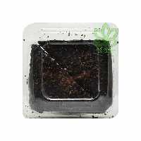 کیک براونی شکلاتی کتویی 100 گرم